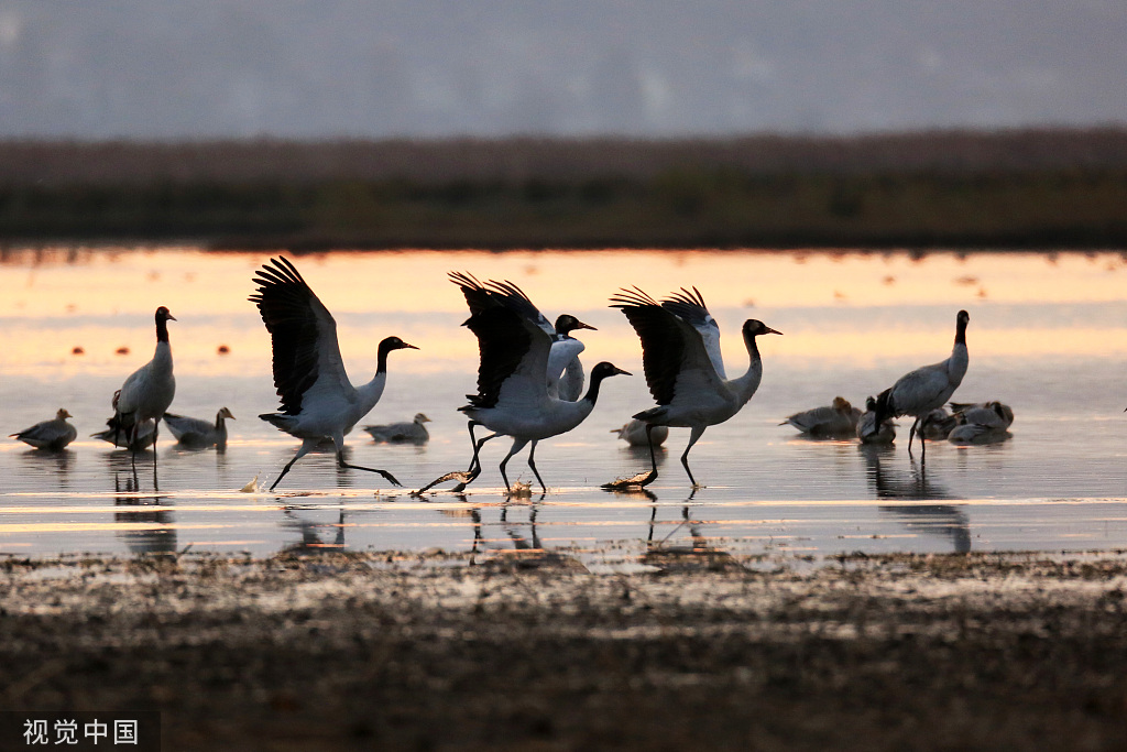 Photos: Migratory birds in Caohai Nature Reserve