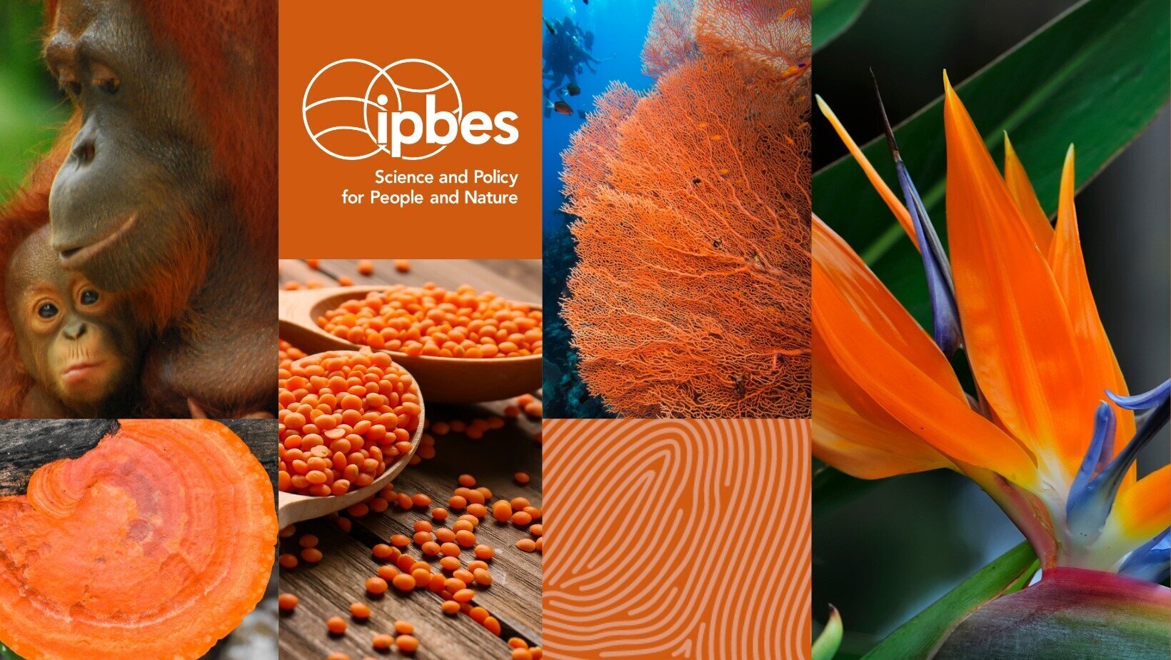 Over 130 global experts in Kathmandu for IPBES nexus assessment