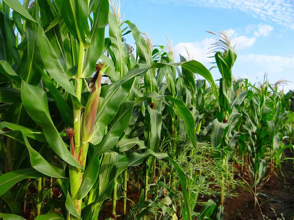 Outbreak of armyworm in maize crop