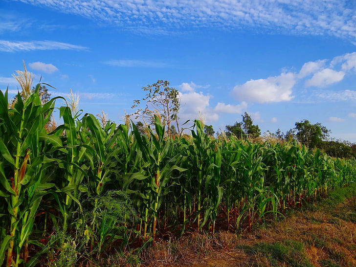 Absence of rain hampers maize cultivation