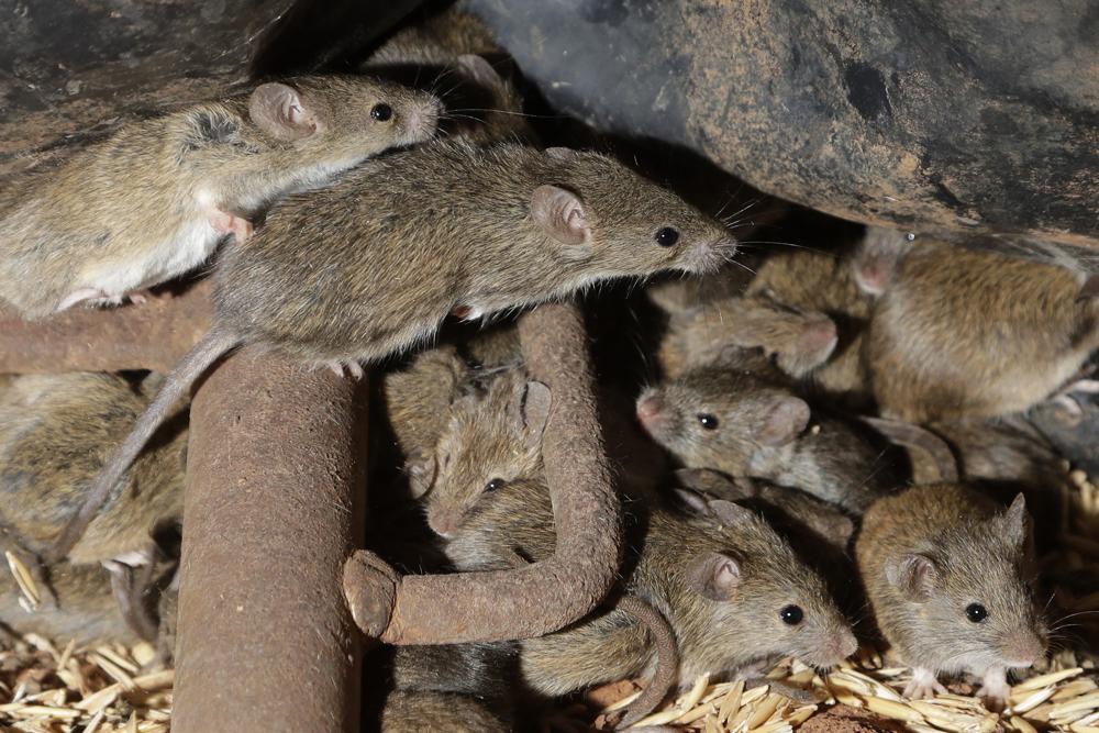 Australian prison to be shifted after mice move in