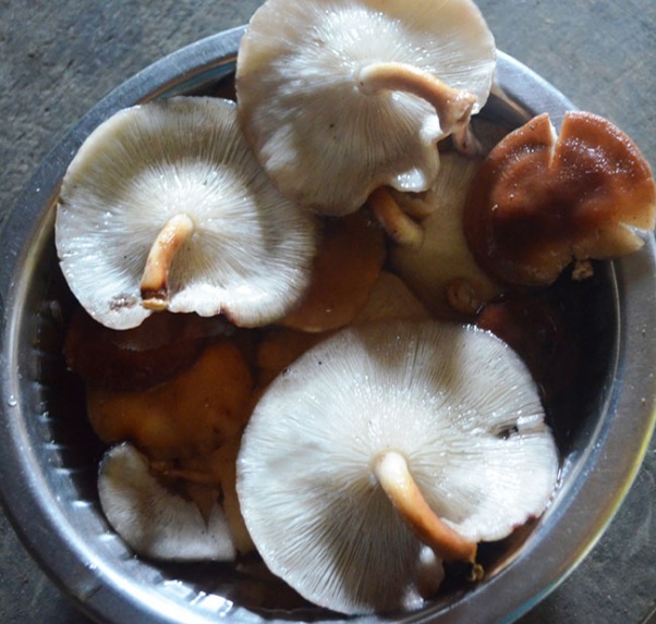 One dies after consuming wild mushroom