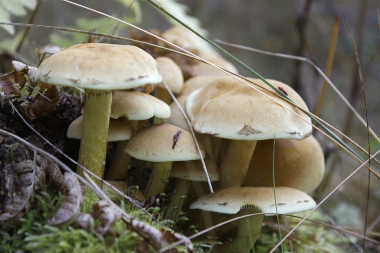 Five members of a single family taken ill after consuming toxic mushroom