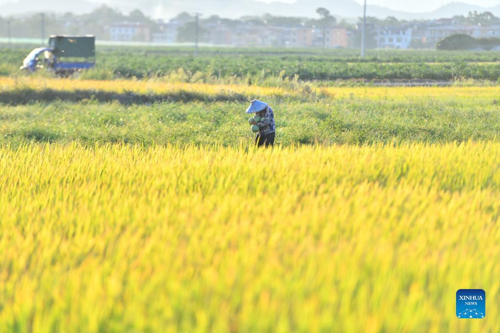 Collective farming on barren land