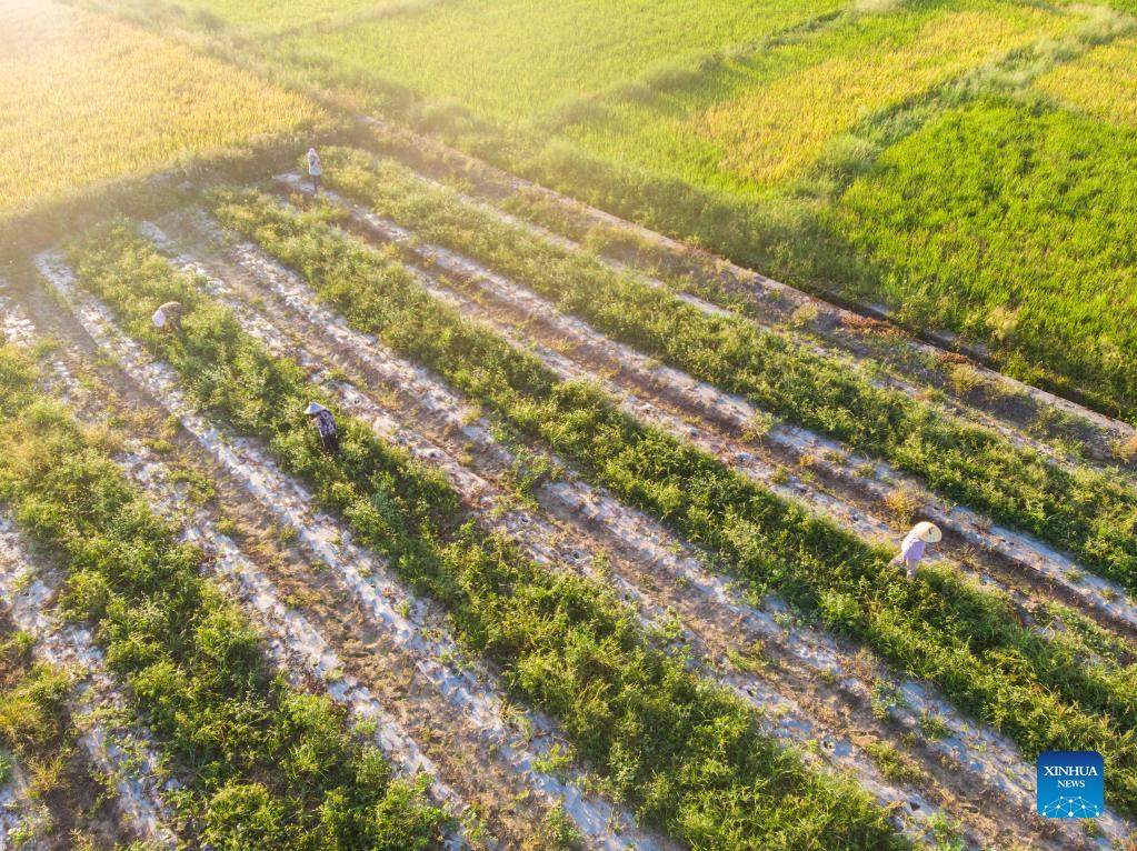 Women of Gorkha, Chitwan pursuing economic independence through farming