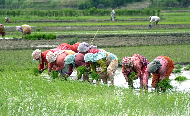 27 percent paddy plantation till date