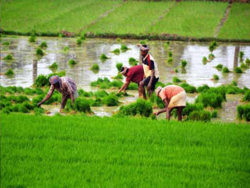 Lumpy skin outbreak affects paddy transplant