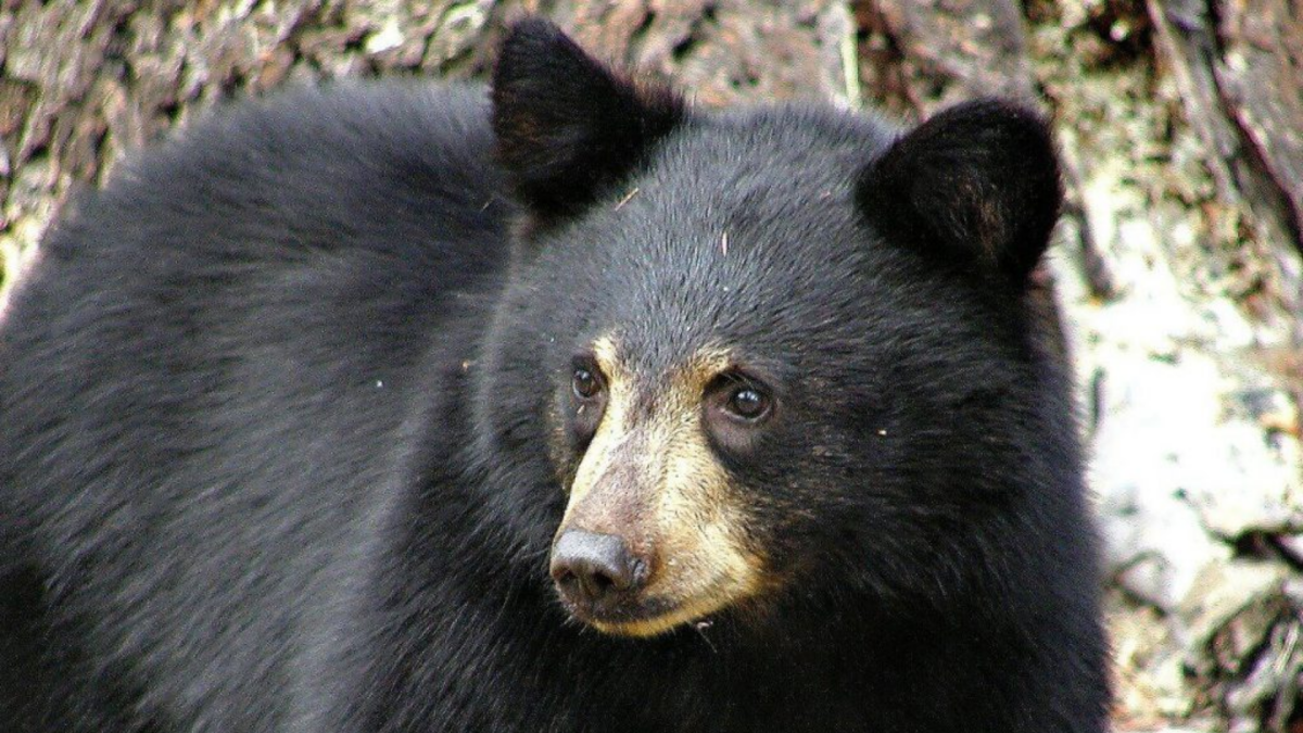 Two injured in bear attack, one in critical condition