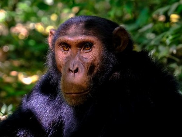 Chimpanzees blend their sounds to generate a range of vocal patterns: Study