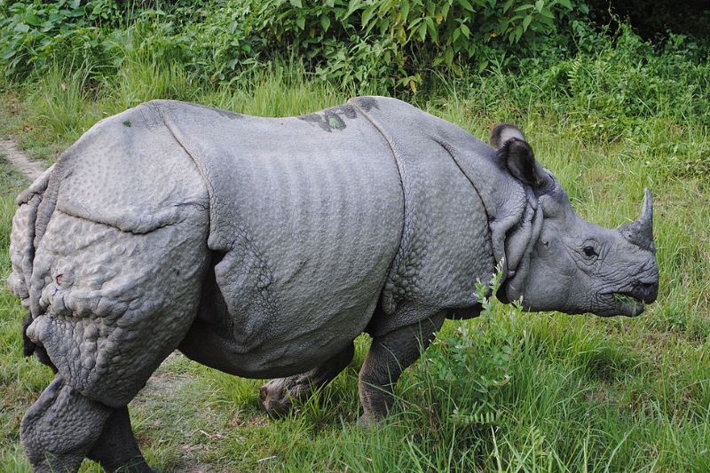 One killed, five injured in rhino attack