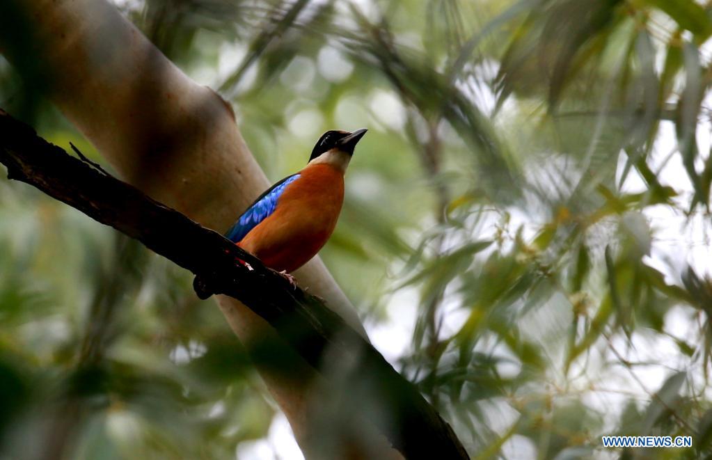 Birds at Hlawga Wildlife Park on outskirts of Yangon, Myanmar