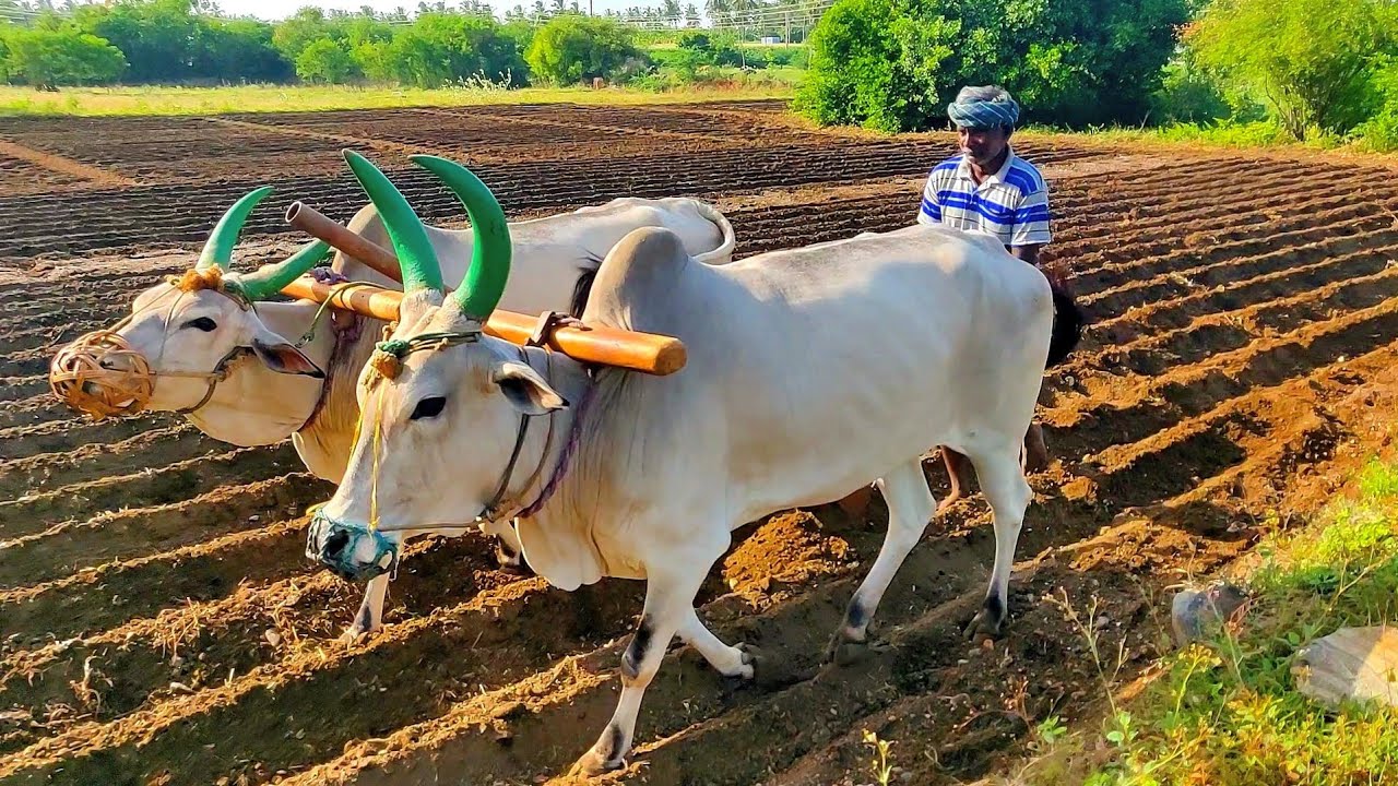 Plough and ox worship in Mithila