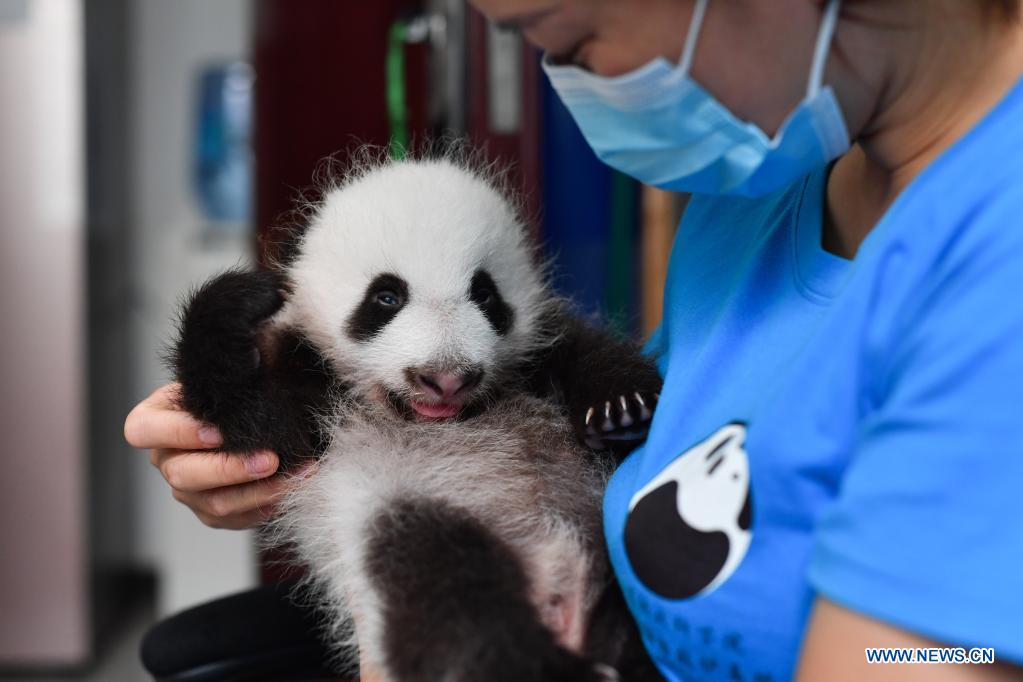 Qinling Giant Panda Research Center in Shaanxi witnesses birth of four cubs