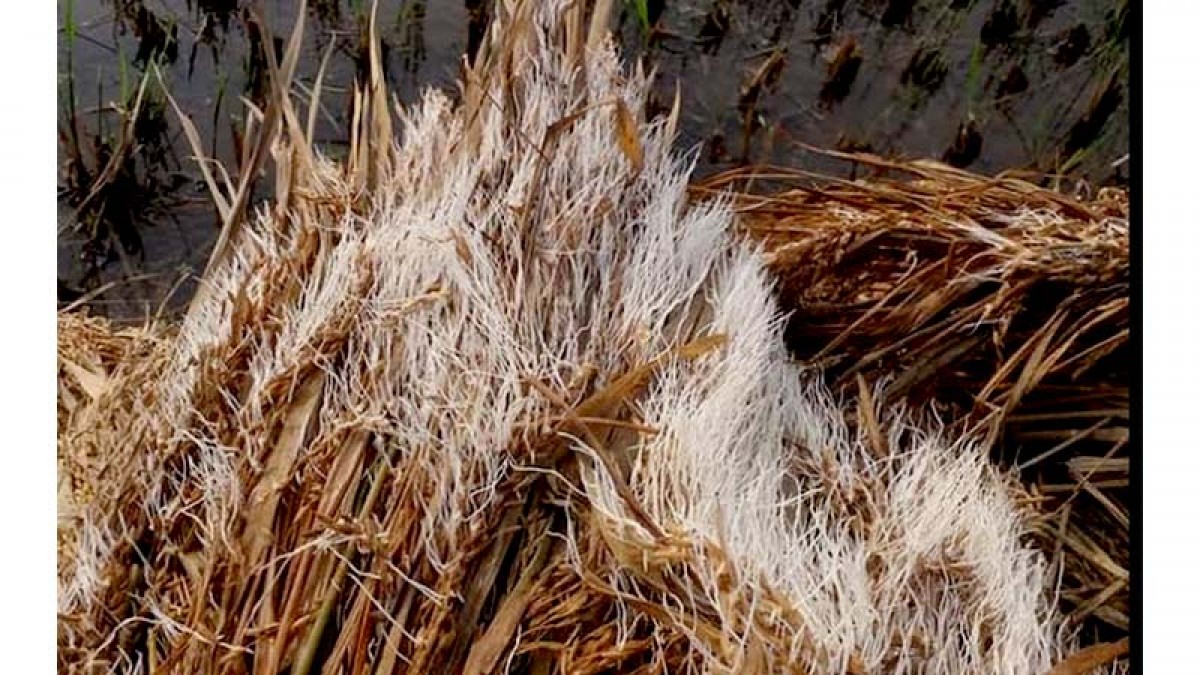 More than 8 billion worth paddy crop destroyed