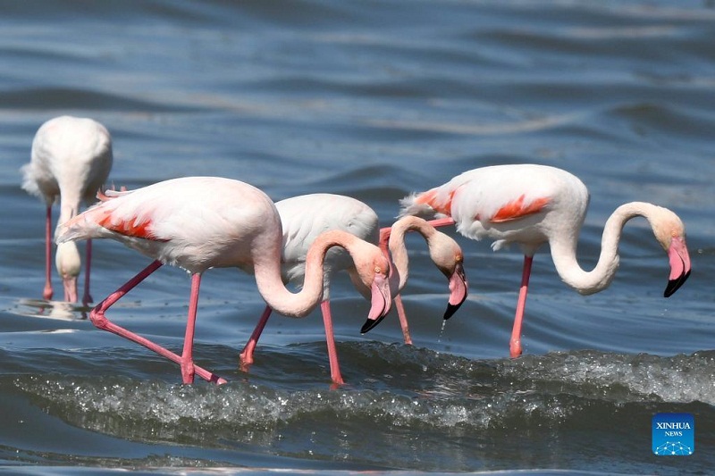 In pics: flamingos on beach in Kuwait