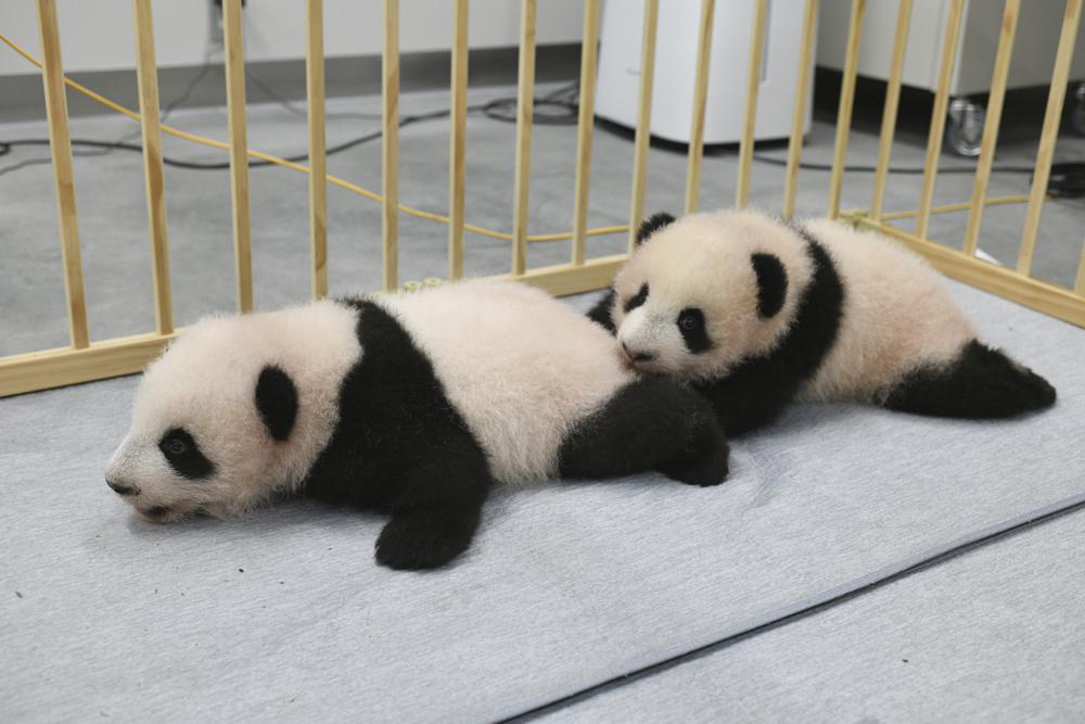 Panda cubs at Tokyo zoo get their names