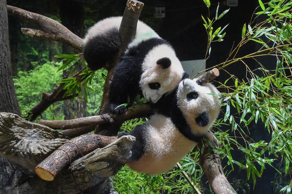 Twin panda cubs debut at Tokyo zoo