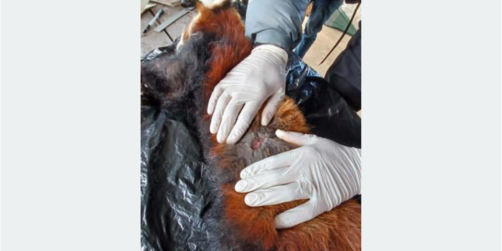 Female red panda found dead