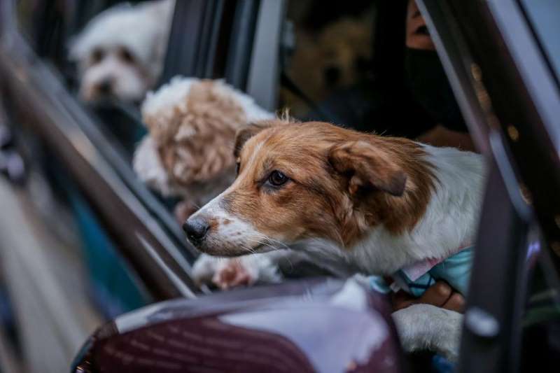 Drive-thru pet event held in Philippines