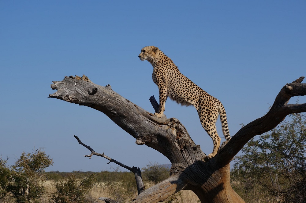 Cheetah killed in a road accident