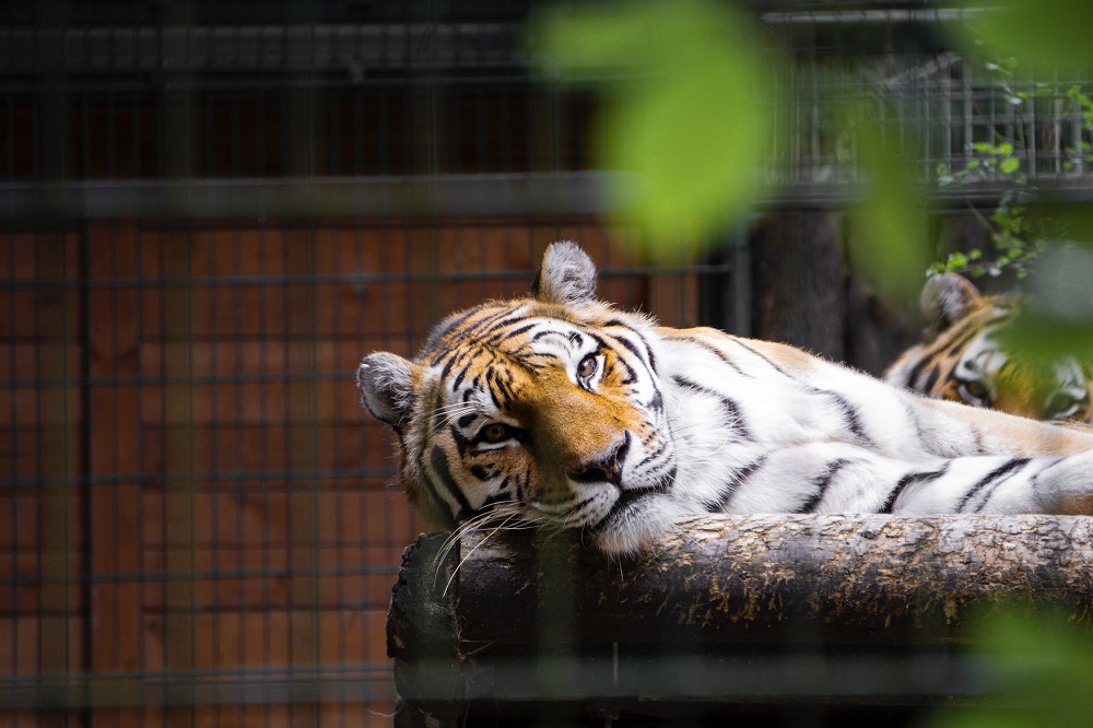 Tiger that killed woman transported to Zoo