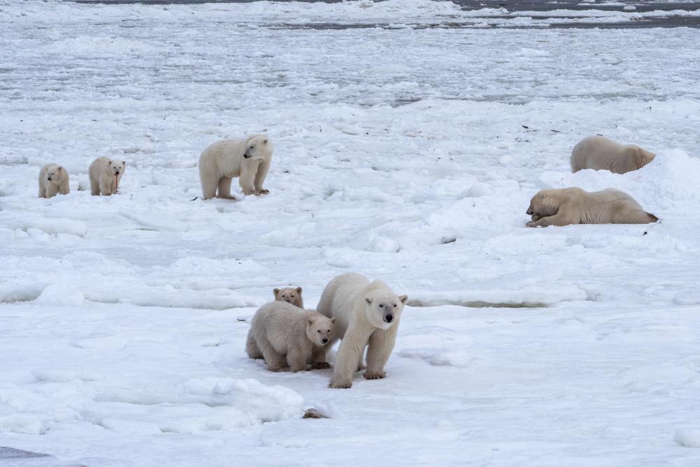 Warming affecting Arctic sea ice, polar bears