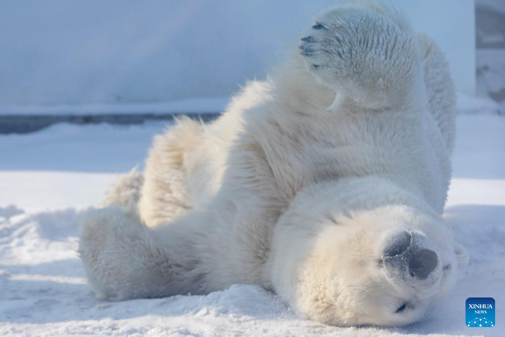 In pictures: Polar bear seen at Harbin Polarpark