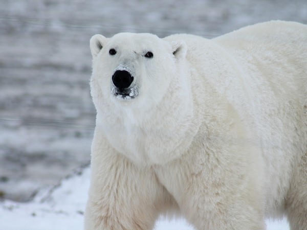 Mother, 1-year-old son killed in polar bear attack