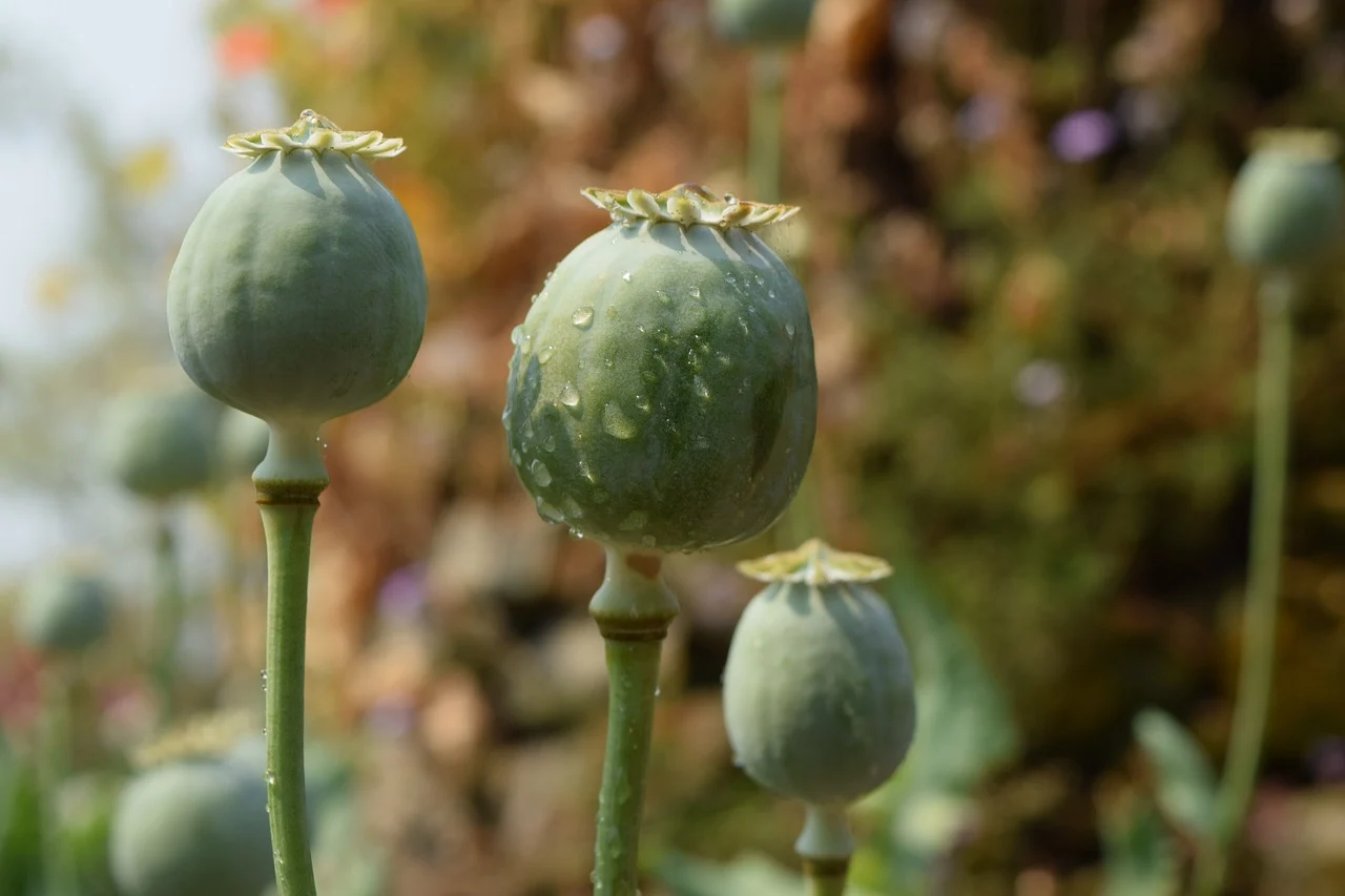 Woman involved in opium trade arrested