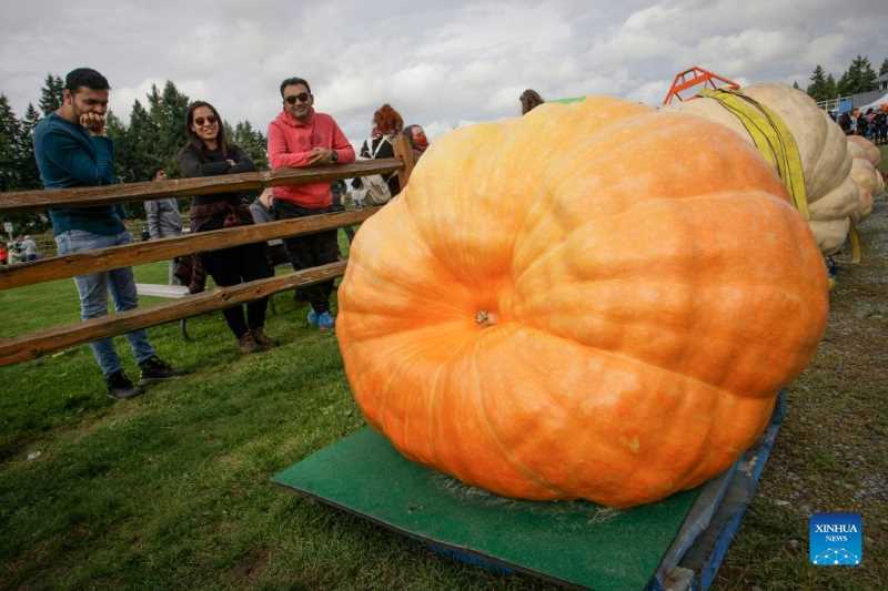 Giant Pumpkin Weigh-In Event in Canada