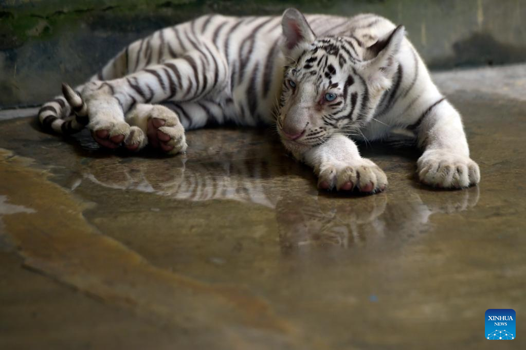 In Pics: International Tiger Day marked in Dhaka