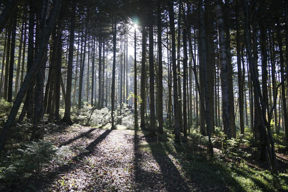 Russia comes in from cold on climate, launches forest plan