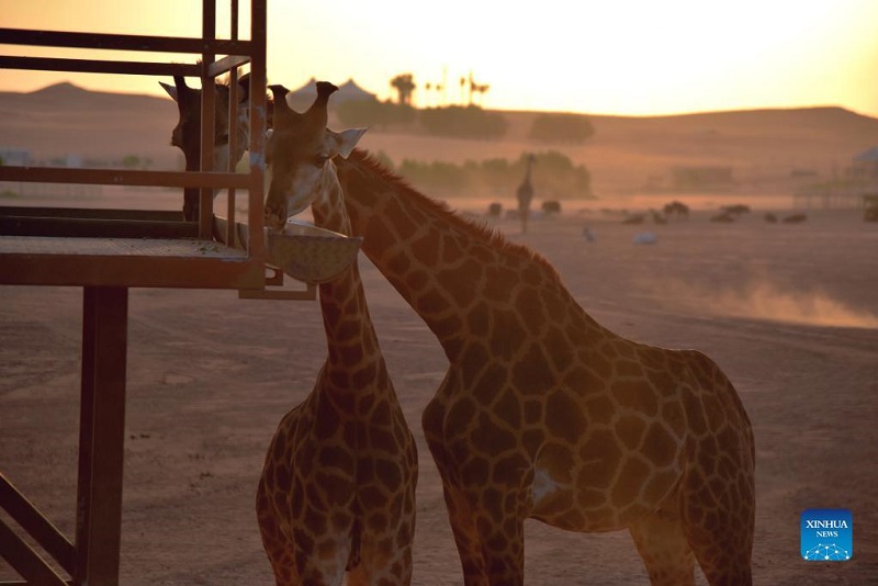 People enjoy their time at Riyadh Safari in Saudi Arabia