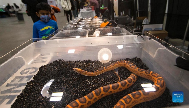 Highlights at 2021 Toronto Reptile Expo