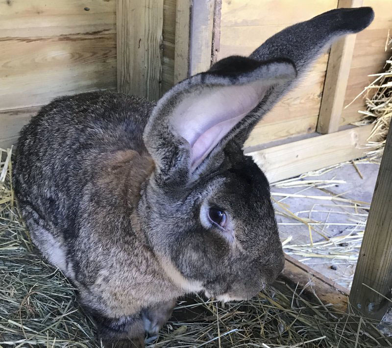 Record-holding giant rabbit stolen in UK