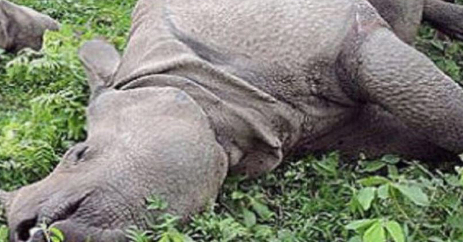 Four rhinos found dead inside the Chitwan National Park