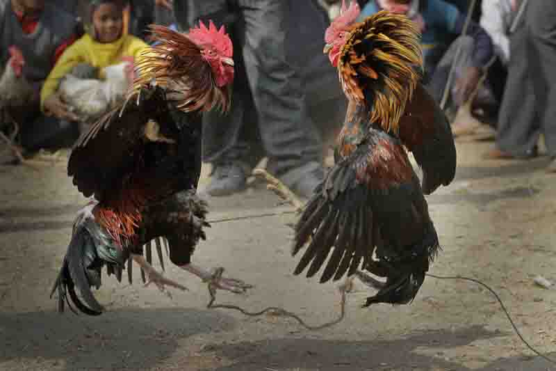 Rooster kills Indian man during a banned cockfight