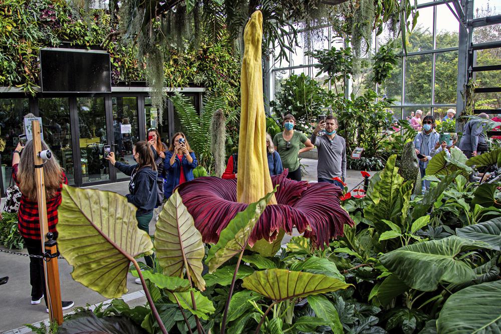 Giant ‘corpse plant’ draws crowds in S. California