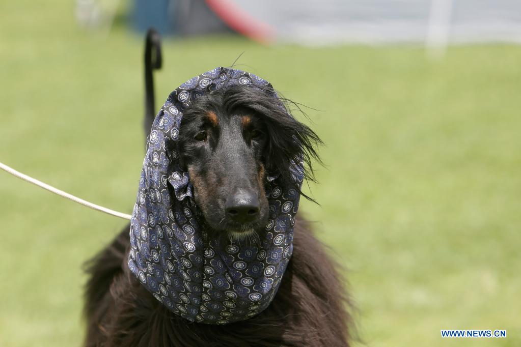 Dog show held near Bucharest, Romania