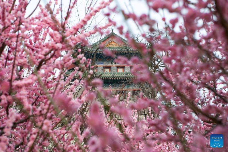 Beijing: Blooming flowers attract tourists