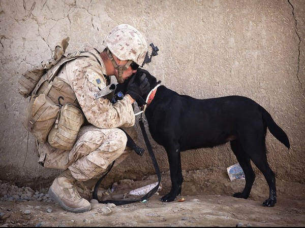 Relation between service dogs and soldiers with PTSD symptoms