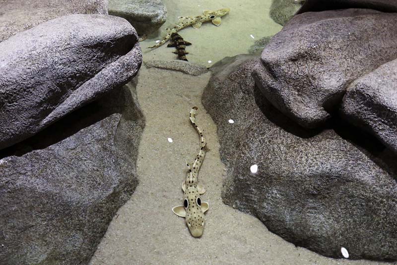 Warming oceans mean smaller baby sharks struggle to survive