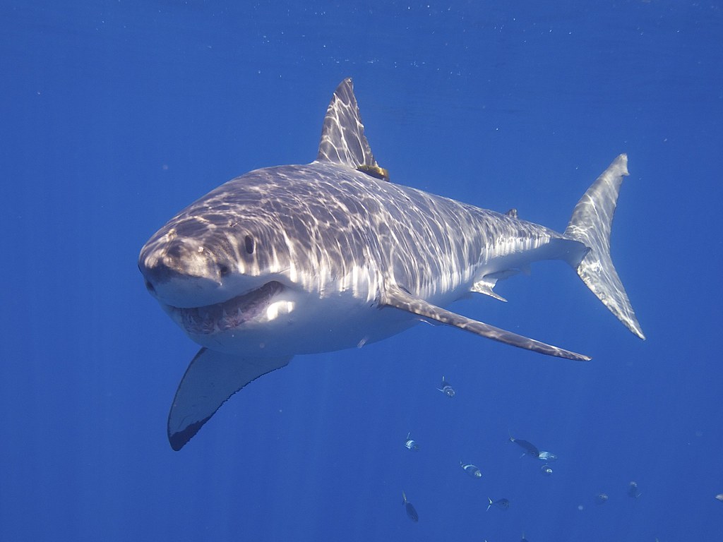 Sydney swimmer dies after being attacked by 15-foot shark