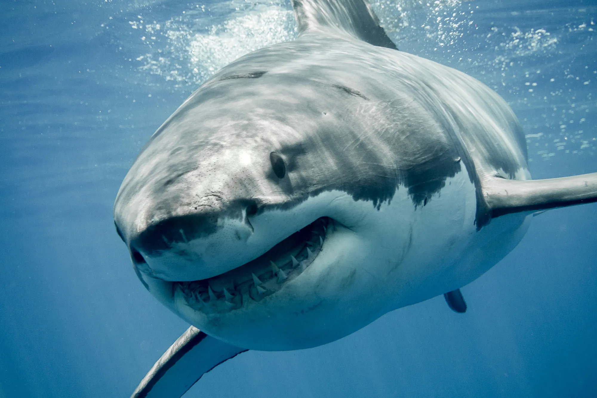 Beaches closed after shark attack in Aussie state