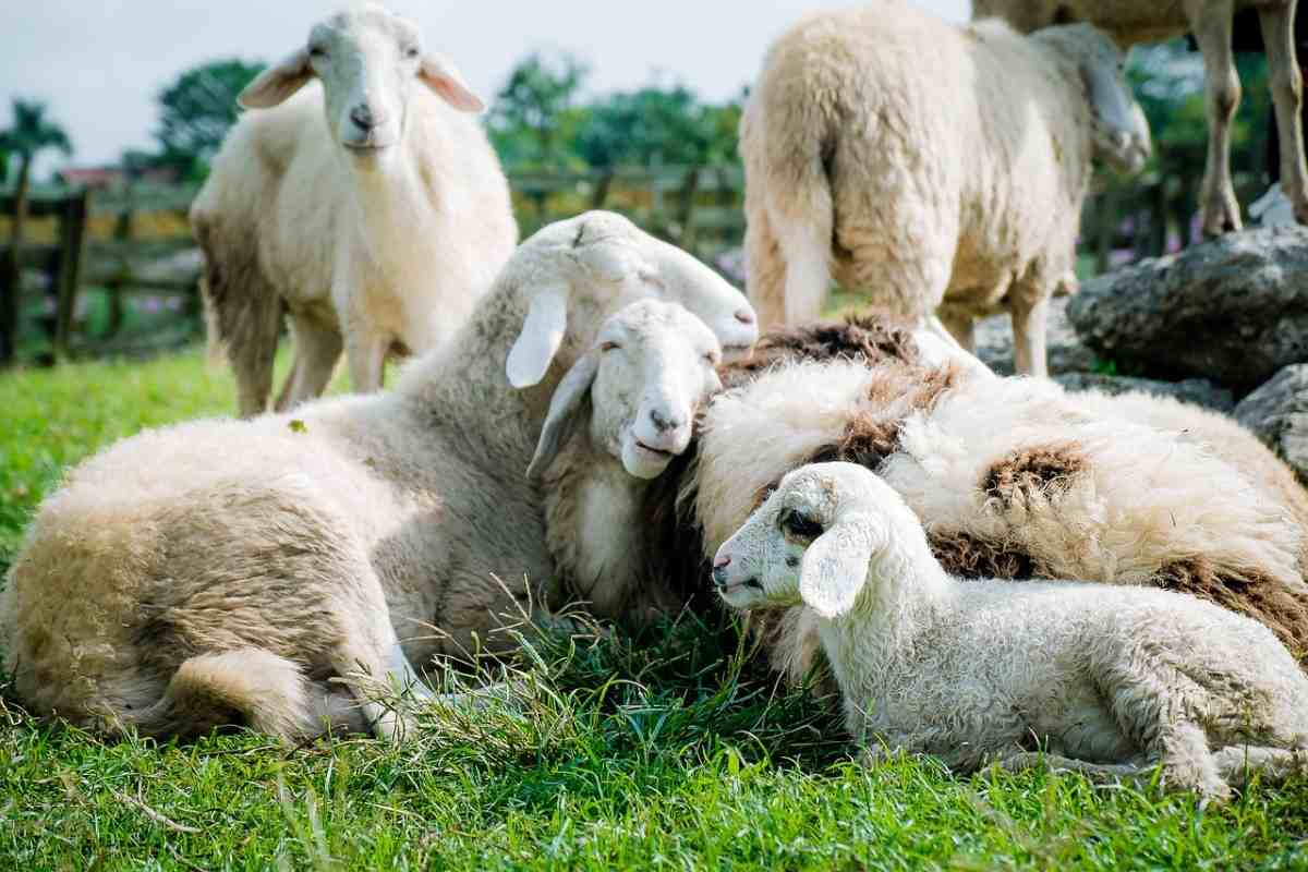 Sheep farming facing threat as new generation not showing interest