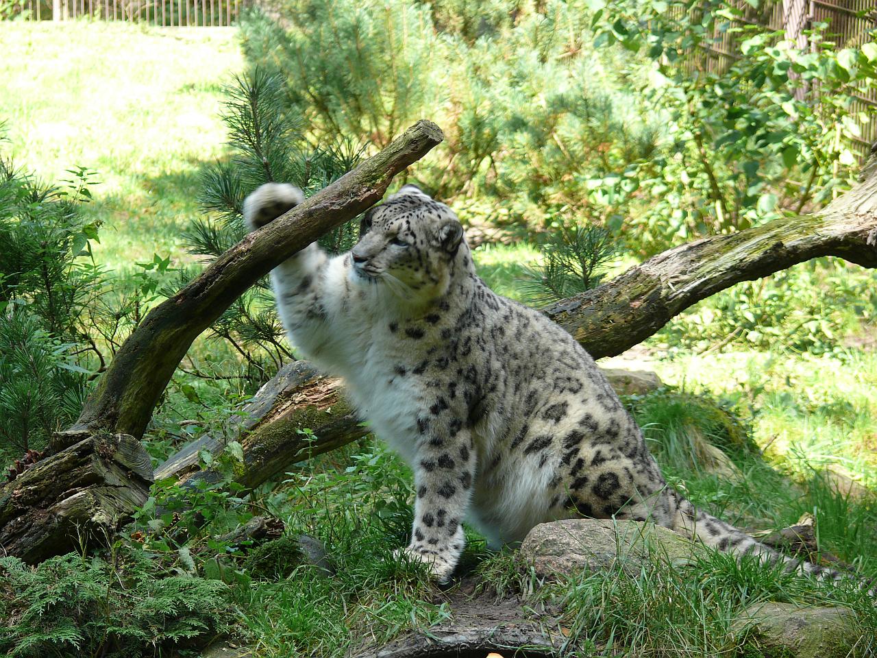 Snow leopards fitted with ‘satellite GPS collar’