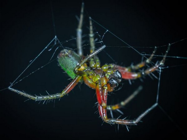 Research: Auditory sensing can be achieved by spiders