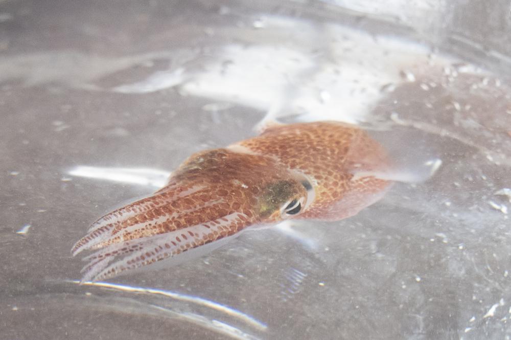 NASA sends squid from Hawaii into space for research