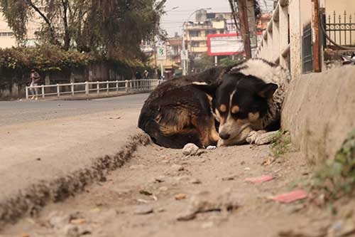 Nepal lacks laws to protect against cruelty to animals