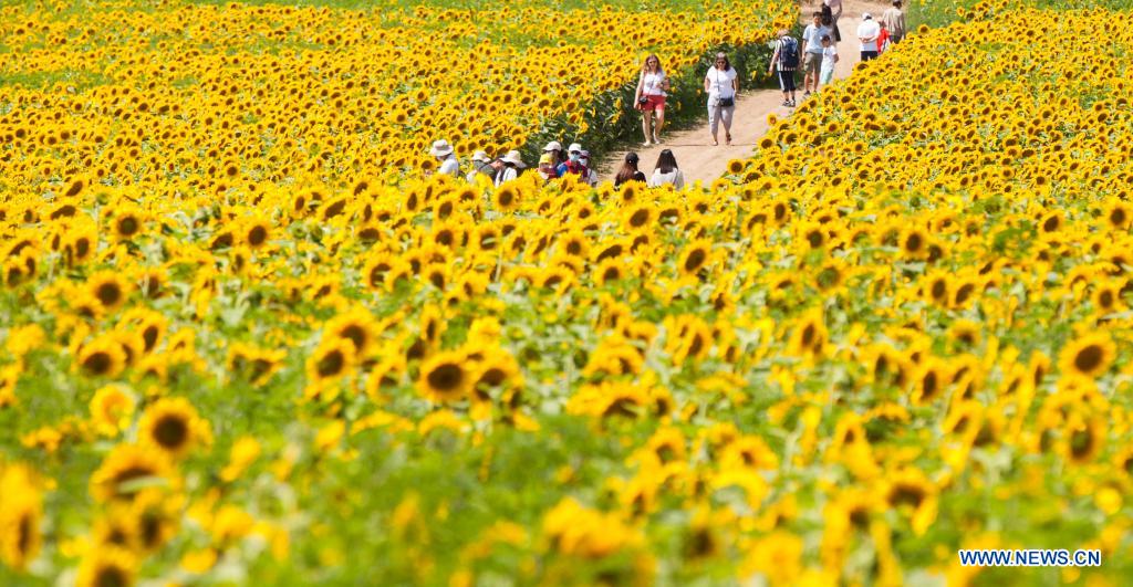 Sunflower Festival held in Caledon, Canada